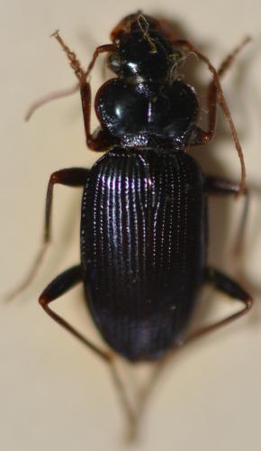 Réf. 274 544 : Leistus spinibarbis